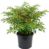 Red Chiltepin Pepper Live Plant, 4-7 Inch Tall Potted Plant, 4 Inch Pot
