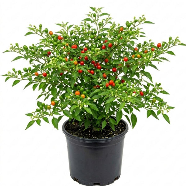 Red Chiltepin Pepper Live Plant, 4-7 Inch Tall Potted Plant, 4 Inch Pot