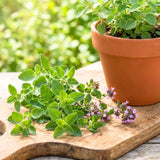 Oregano Herb Live Plant, Garden Herb Plant, 4-6 Inch Tall, 3.5 Inch Pot