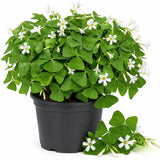 Green Shamrock Oxalis Plant Live, 4-7 Inch Tall, 3.5 Inch Pot