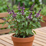 500 Basil Seeds for Planting, Container Garden Seeds