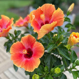 Bright Orange Yellow Hibiscus Live Plant, 5-8" Tall