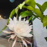 Night Blooming Cactus Plant, 4-6 Inch Tall, Fragrant White Cactus
