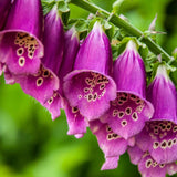 Purple Foxglove Flower Live Plant, 3-6 Inch Tall, 3 Inch Pot
