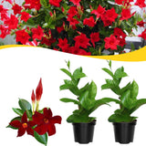 2 Vibrant Red Live Mandevilla Plants, Live Starter Plant, 4-8 Inch Tall