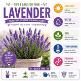 2 Spanish Lavender Plants, 4-8" Tall