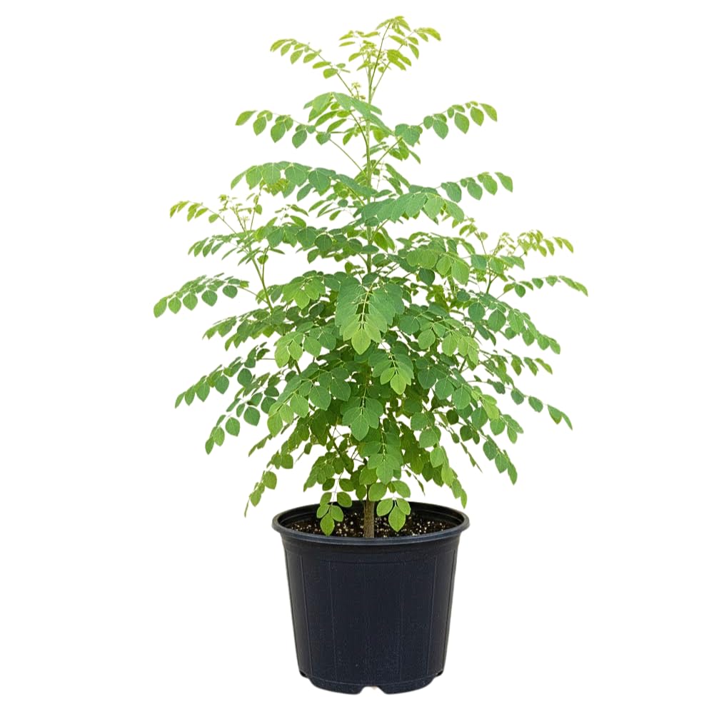 Moringa Tree Live Plant, Fast Growing Herb Tree, 4-7 Inch Tall, 4 Inch Pot