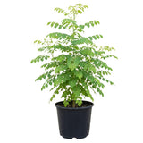 Moringa Tree Live Plant, Fast Growing Herb Tree, 4-7 Inch Tall, 4 Inch Pot