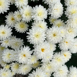 2 White Chrysanthemum Live Plants - 3-6 Inch Tall
