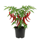 Hot Red Pepper Plant Live 4" Pot, 3–6" Tall, 2 Plant Per Pot