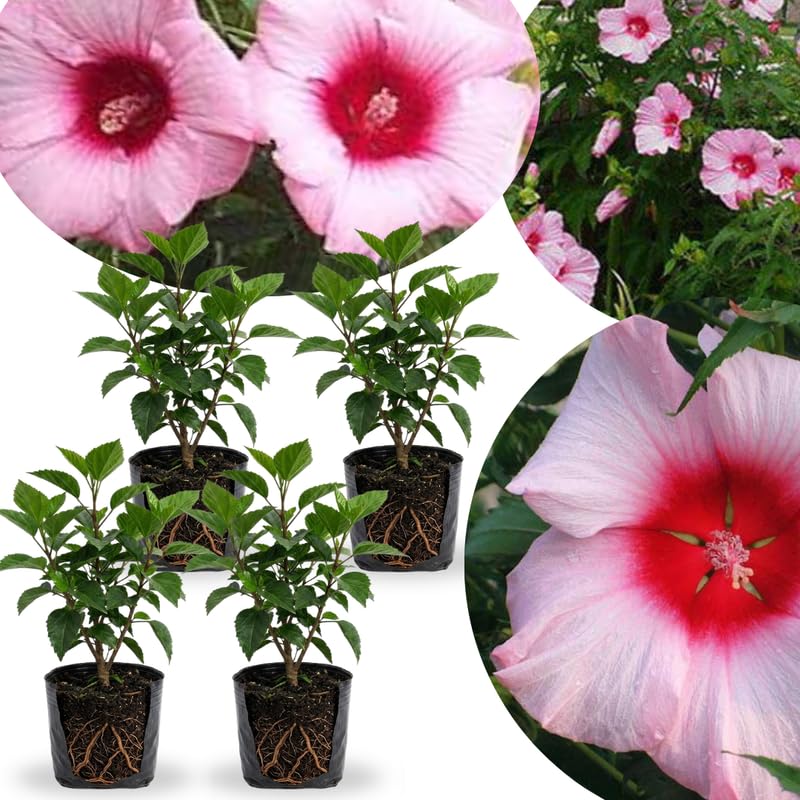 4 Pink Red Hibiscus Plants Live, Tropical Flower Plant, 4-8 Inch Tall