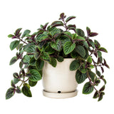 Purple Swedish Ivy Live Plant, Desk Shelf Plant, 3-5 Inch Tall, 2 Inch Pot