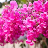 2 Deep Pink Bougainvillea Live Plants, Ornamental Vine Plant, 4-7 Inch Tall
