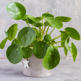 Pilea Peperomioides Money Live Plant, Home Decor Houseplant, 4 Inch Pot
