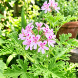2 Citronella Live Plants, Fragrant Herb Plant, 4-7 Inch Tall, 4 Inch Pot