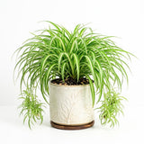 Variegated Live Spider Plant, Trailing Indoor Houseplant, 4-6 Inch Tall