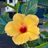 4 Yellow Hibiscus Live Plants, Outdoor Garden Flower Plant, 4-8 Inch Tall