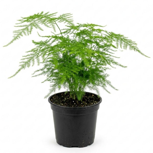 Asparagus Fern Plant Live, Houseplant, 4-6 Inch Tall, 4 Inch Pot