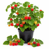 White Thimbleberry Live Plant, Berry Fruit Plant, 3-4 Inch Tall, 5 Inch Pot