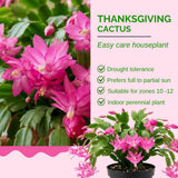 Pink Holiday Cactus Plant Live, Houseplant, 4-7 Inch Tall, 4 Inch Pot