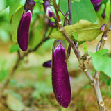 Purple Eggplant Live Plant, 4 Inch Pot