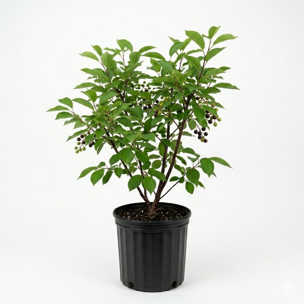 Chokecherry Live Plant, Berry Shrub, 7-9 Inch Tall, 5 Inch Pot