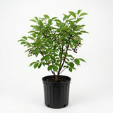 Chokecherry Live Plant, Berry Shrub, 7-9 Inch Tall, 5 Inch Pot