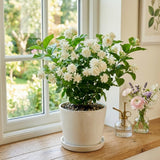 Arabian Jasmine Vine Live Plant, Flower Vine, 8-10 Inch Tall, 3.5 Inch Pot