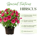 2 Pink Hibiscus Flower Live Plants, Flower Plant, 7-9 Inch Tall
