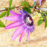 Lavender Passion Flower Live Plant, Passiflora Garden Vine, 4-7 Inch Tall