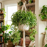 Curly Spider Plant Live, Indoor Decor Plant, 3-5 Inch Tall, 2 Inch Pot