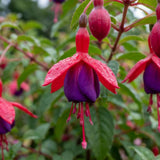 Purple Fuchsia Live Plant, Long Blooming Flower, 4-8 Inch Tall, 5 Inch Pot