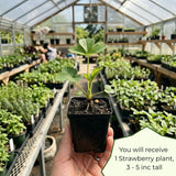 2 Red Strawberry Live Plants, Berry Fruit Plant, 3-5 Inch Tall, 3 Inch Pot
