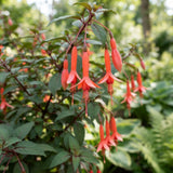 Orange Red Fuchsia Live Plant, Fushsia Flowers, 4-8 Inch Tall, 5 Inch Pot