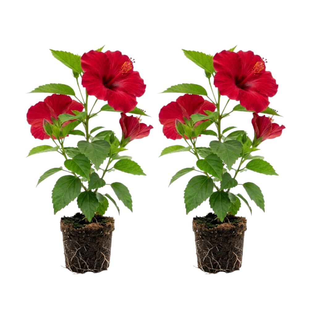 2 Red Hibiscus Bushes Live Plants, Vibrant Bloom Plant, 5-7 Inch Tall