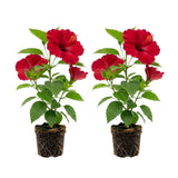 2 Red Hibiscus Bushes Live Plants, Vibrant Bloom Plant, 5-7 Inch Tall
