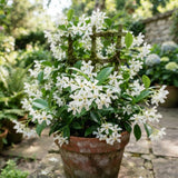 White Star Jasmine Plant Live, Outdoor Garden Flower Shrub, 4-7 Inch Tall
