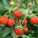 2 Red Strawberry Live Plants, Berry Plant, 3-5 Inch Tall, 3 Inch Pot