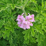 Citronella Geranium Live Herb Plant, 5-9 Inch Tall, 4 Inc Pot