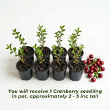 Cranberry Hibiscus Live Plant, Hardy Perennial Flower, 3-5 Inch Tall