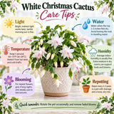 Live White Christmas Cactus in 3 Inch Pot, 2 Plants Per Pot