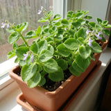 2PPP Green Cuban Oregano Plant, 4'' Tall in 4 Inch Pot, Fragrant Herb