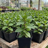 2 Peppermint Live Plants, Mint Herb Plant, 3-7 Inch Tall