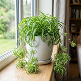 Variegated Spider Live Plant, Home Office Decor Plant, 2 Inch Pot