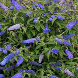 2 Light Blue Buddleia Live Plants, 5-9" Butterfly Bush for Outdoor Gardens