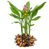 Yellow Turmeric Roots for Growing