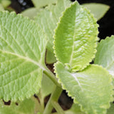 2 Cuban Oregano Plants Live, Culinary Herb Plant, 4 Inch Pot