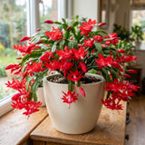 Red Holiday Cactus Live Plant, 4-7 Inch Tall, 4 Inch Pot