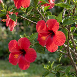 2 Red Hibiscus Bushes Live Plants, Flower Bush, 7-9 Inch Tall