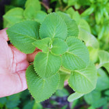 2 Cuban Oregano Plants Live, Garden Herb Plant, 4 Inch Tall, 4 Inch Pot